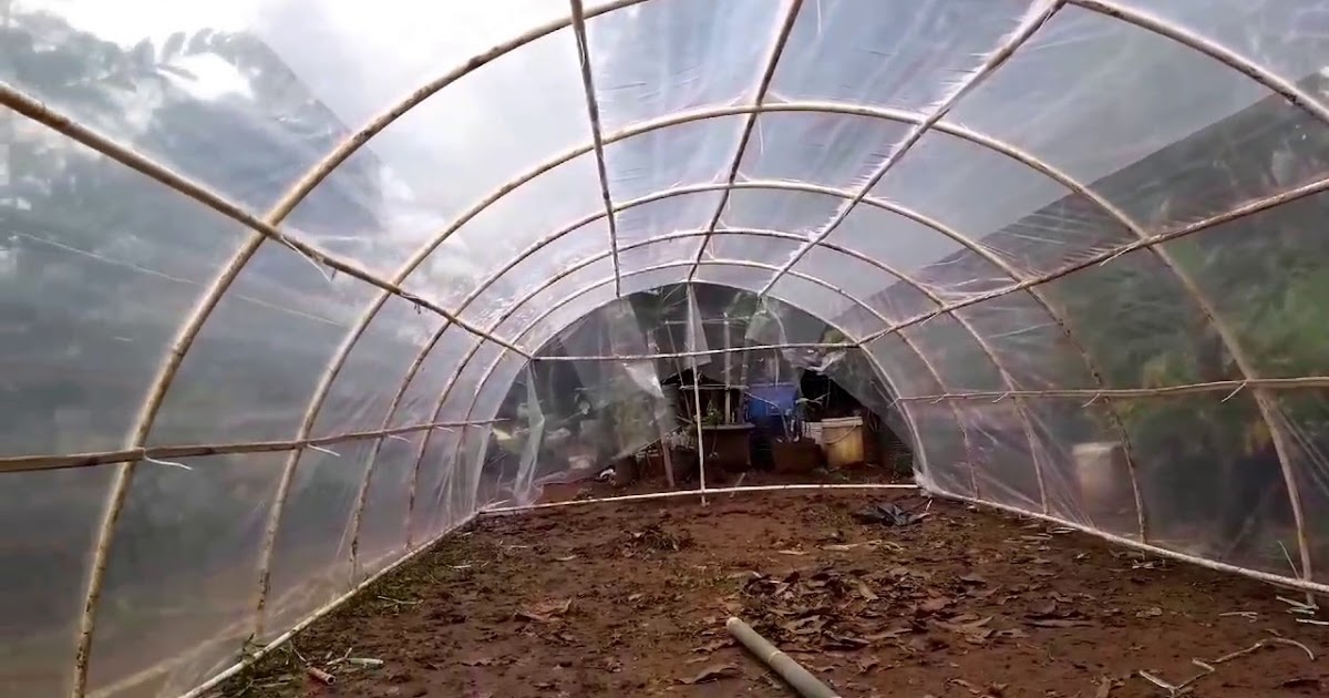 Trik Sederhana Pembuatan Green House Tanpa Banyak Mengeluarkan Dana Lim Corporation Trik Sederhana Pembuatan Green House Tanpa Banyak Mengeluarkan Dana Lim Corporation