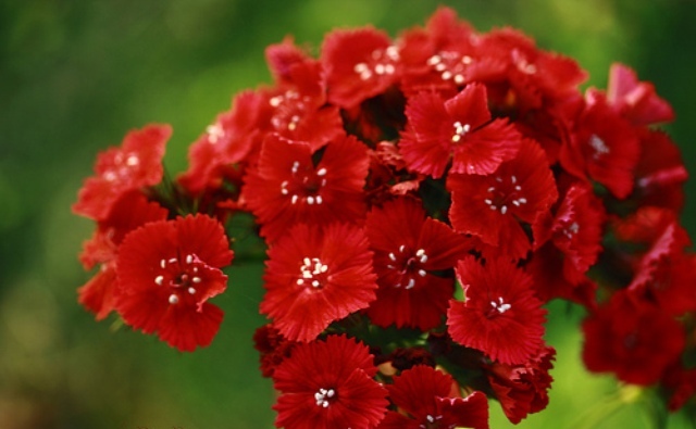Red Flower Names Red Flower Names