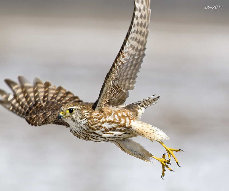 For the birds: Merlin (Falco columbarius)
