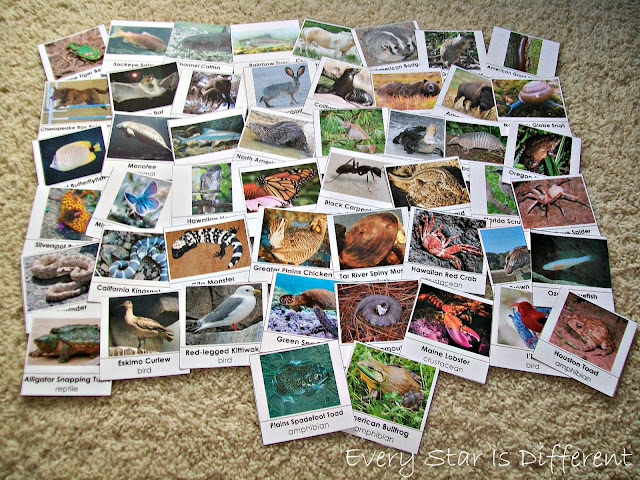 50 Animals from the United States of America Cards (Free Printable)