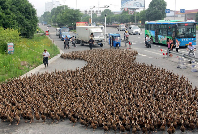 Farmers in China take their 5000 ducks out for a walk to a pond, funny ducks, animal news