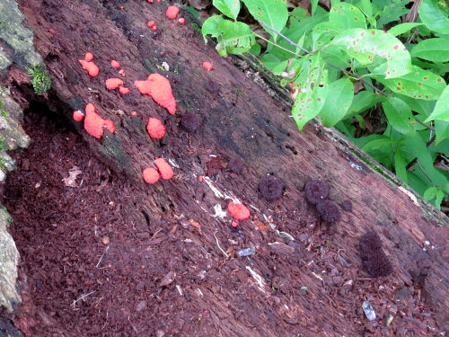 orange slime mold