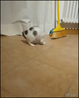 Crazy Kitten GIF • Hilarious Kitty spinning around and around, trying to catch his own tail!