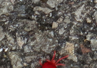 Red creature cropped from the plastic cherub photo.