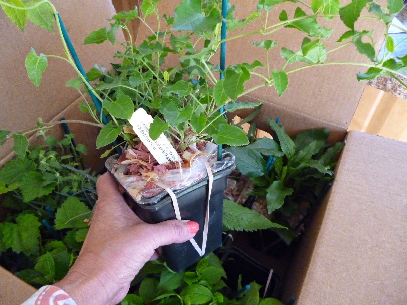 darlaville mail order plants