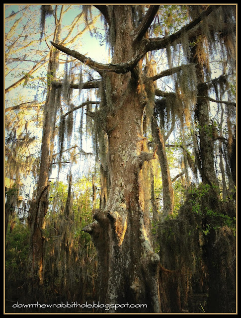 Cajun Encounters Swamp Tour, New Orleans Swamp, Louisiana alligators