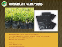 Cegah Penyakit Layu Bakteri, Tanam Jahe Dalam Polybag!