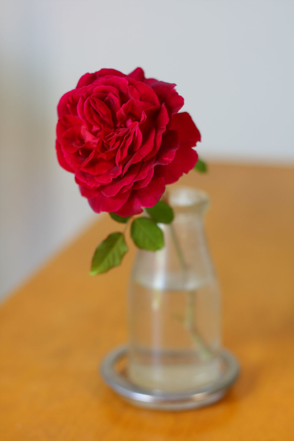 66 Square Feet Plus The Most Fragrant Red Rose The Most Fragrant Red Rose