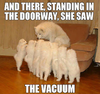 Dog Memes Dog Memes