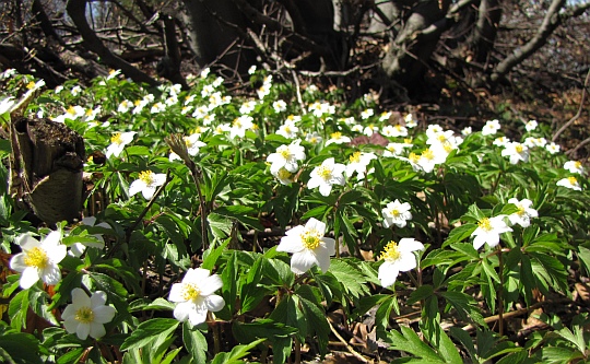 Białe kwiaty Zawilca gajowego (Anemone nemorosa) masowo ozdabiają lasy.