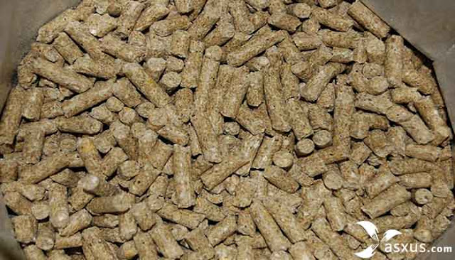 7 Makanan Burung Nuri Supaya Pintar Dan Cepat Bicara Xasxus Com