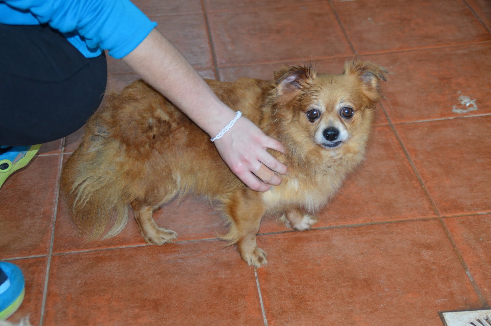 Hunde aus ZentralPortugal adoptieren Nina