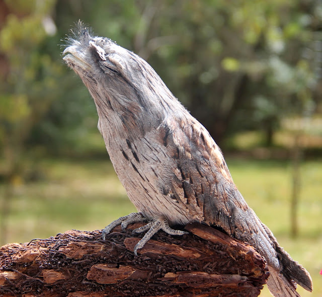 Musings in Mongolia: Up close and personal with Australia's wildlife ...