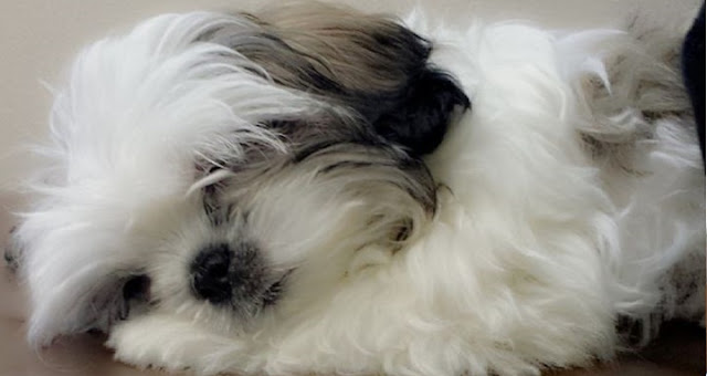 os shih tzu sonham com seus Donos