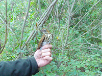 Wood Thrush being banded