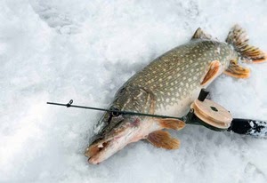 диалоги о рыбалке зима ловля леща