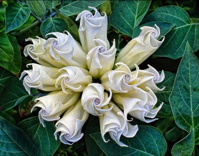 20+ Amazing and Weird Flowers Which Will Make You Laugh