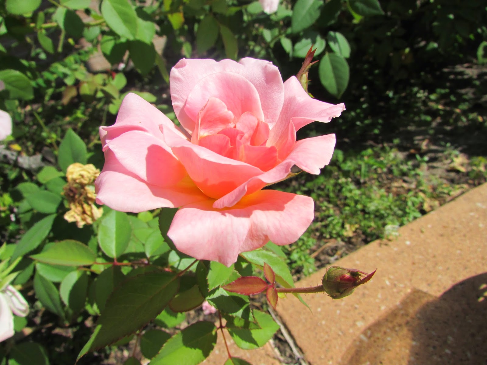 BOTANICAL STUDY on the campus of Sam Houston State University & Museum