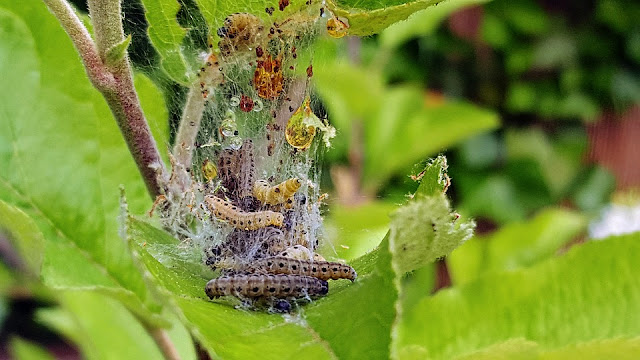 codling-moth.jpg