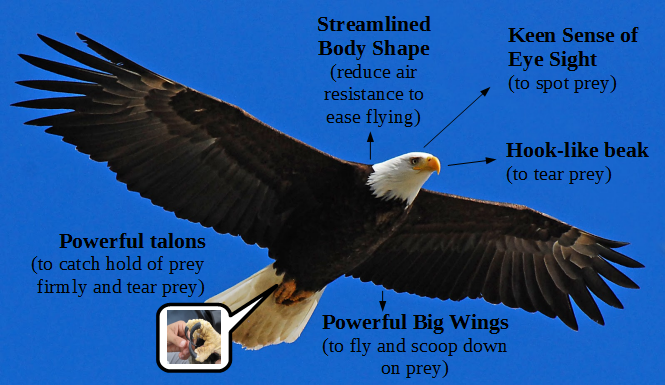 Eagles: Birds of Prey and Their Hunting Adaptations – Nature Blog Network