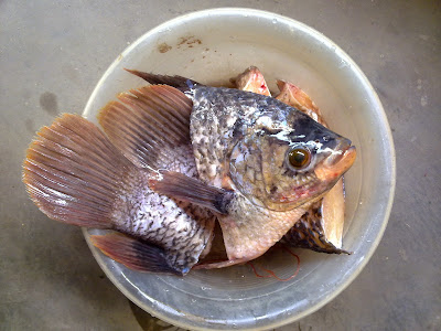 Budidaya Ikan Gurami Budidaya Ikan Gurami