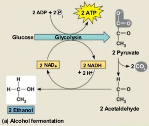 Difference between Anaerobic respiration and Fermentation - MD