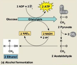 Difference between Anaerobic respiration and Fermentation