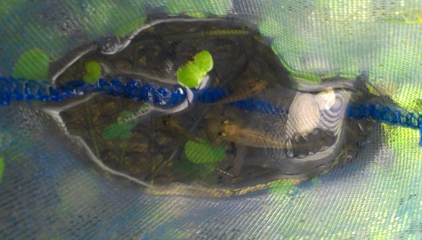 Aquatic Solutions Canada Tilapia Fry