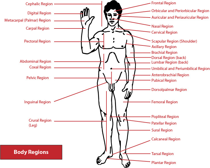 El Moderno Prometeo  Locomotor System  Planes And Body Regions