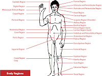 Body Regions Diagram Body Regions Diagram
