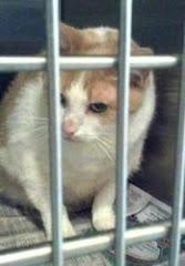 9/24/12 Owner's Boyfriend Allergic to Cat. Cat IS IN KILL SHELTER AND IS URGENT.