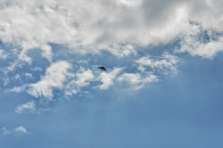 The Curious Zephyr: A Bird s Eye View of New Hampshire