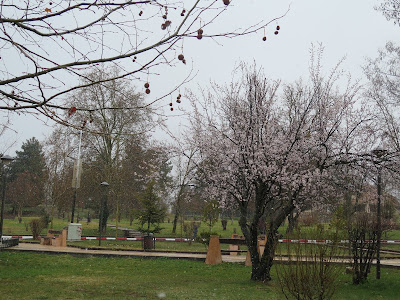 Primeros copos de nieve en Ifrane