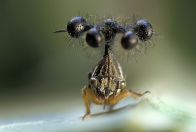  merupakan salah satu jenis serangga yang memiliki kepala aneh Treehopper Serangga dengan Kepala Unik dan Aneh