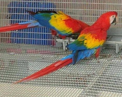 Istana Burung Parrot Harga Blue And Gold Macaw Dijual