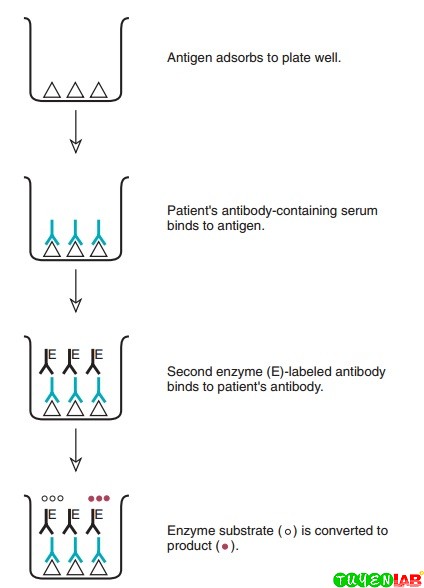 enzyme immunoassay