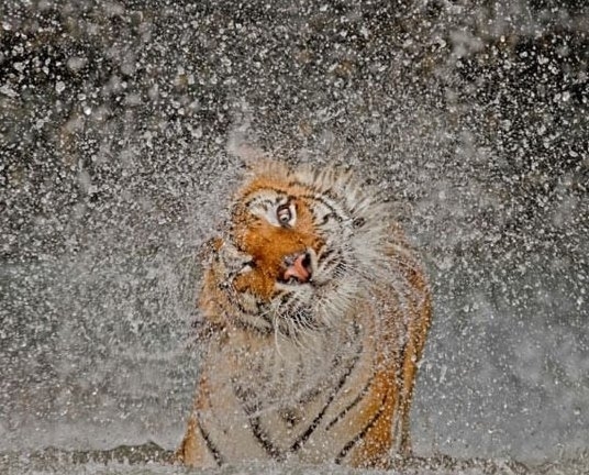 This is very best and award winner picture of the year click by national geographic photographers. National Geographic photographers is experts on wild photography at worlds largest and rarest places of forest. They mostly preferred South Africa Forest to click rare and best wild photography.   