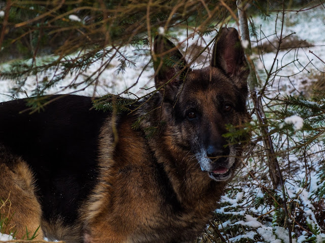 A German Shepherd male dog looking at the camera from behind tree branches in the snow.
