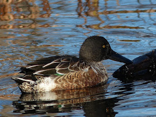 Canard souchet - Anas clypeata Canard souchet - Anas clypeata