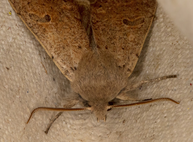 Small Quaker, Orthosia cruda. In my light trap in Crowborough on 11 March 2018. Small Quaker, Orthosia cruda. In my light trap in Crowborough on 11 March 2018.