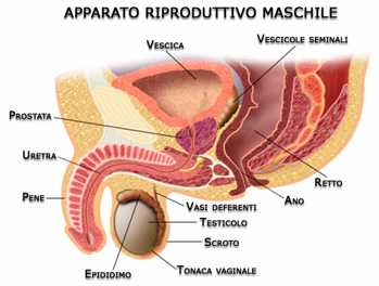 il tumore alla prostata che sintomi daily