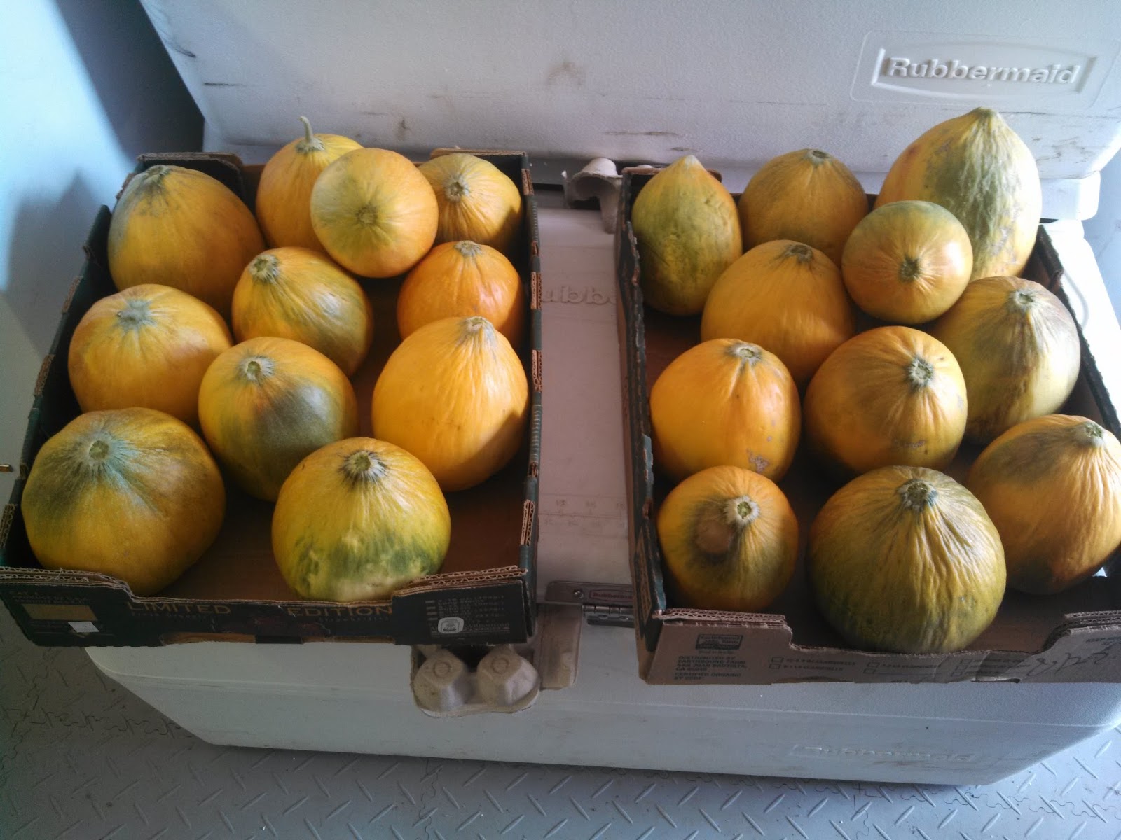 Life With Little Sprouts Farm Heirloom Crenshaw Melons bound for