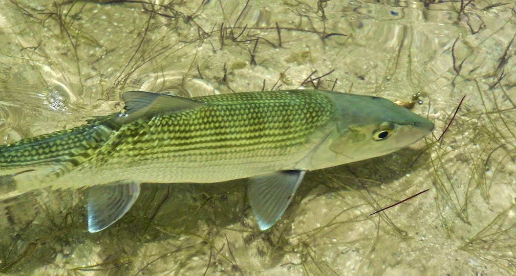 World Top 10 Fastest Fish - Top Medias