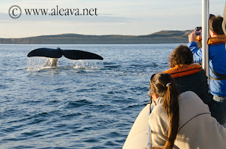 Avistajes de ballena en Patagonia Argentina Avistajes de ballena en Patagonia Argentina