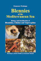 Blennies of the Mediterranean Sea