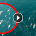 They Thought This Drone Footage Is A Proof Of Mermaids, But When You Look Closer… It's Completely Stunning!
