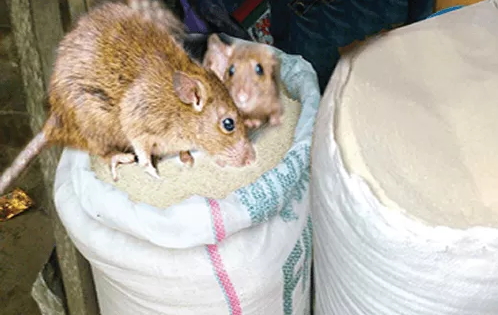lassa fever garri lassa fever garri