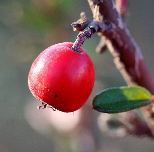 Buah Cranberries Buah Cranberries