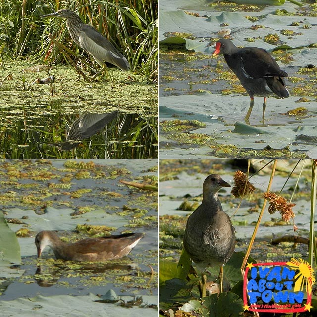 Birds around Dal Lake, Srinagar, Kashmir