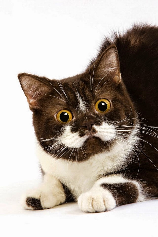 ¿Sabías que la forma de la cara de un gato te dice su personalidad